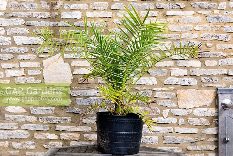 Phoenix canariensis - Canary Island Date Palm - in a pot, on a table by wall