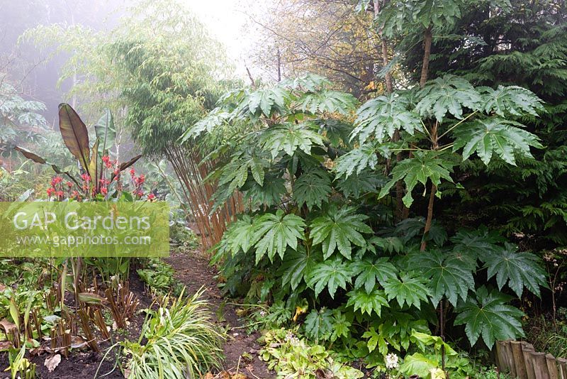 Misty view along a path with bold foliage planting either side