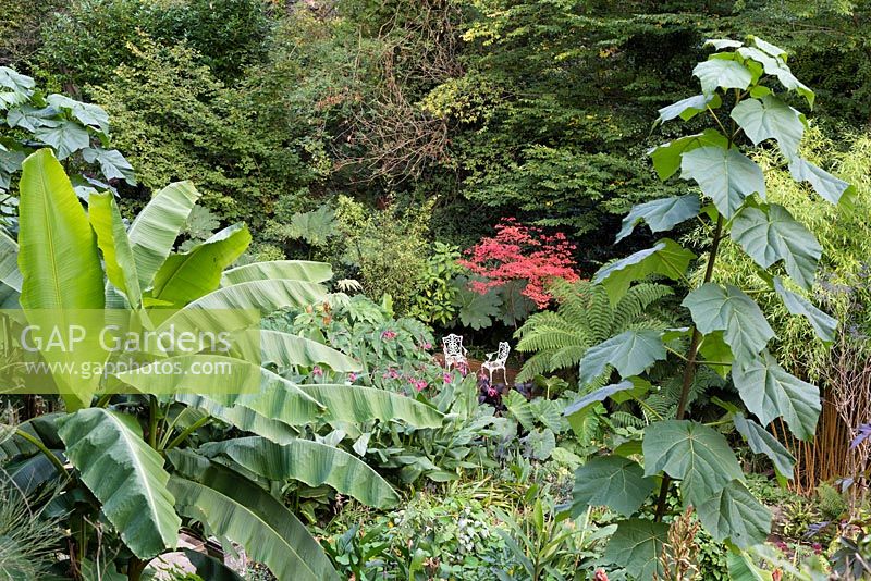 View through foliage in a subtropical garden of a decked area with seating beneath. The garden is situated in a steep-sided valley or combe with its own sheltered microclimate which permits tender exotic plants to flourish