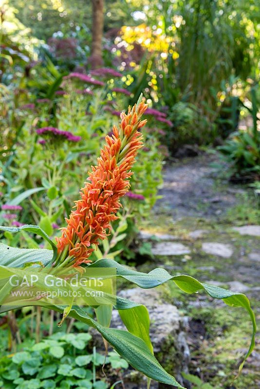 Cautleya spicata - Himalayan Ginger - in a bed by path