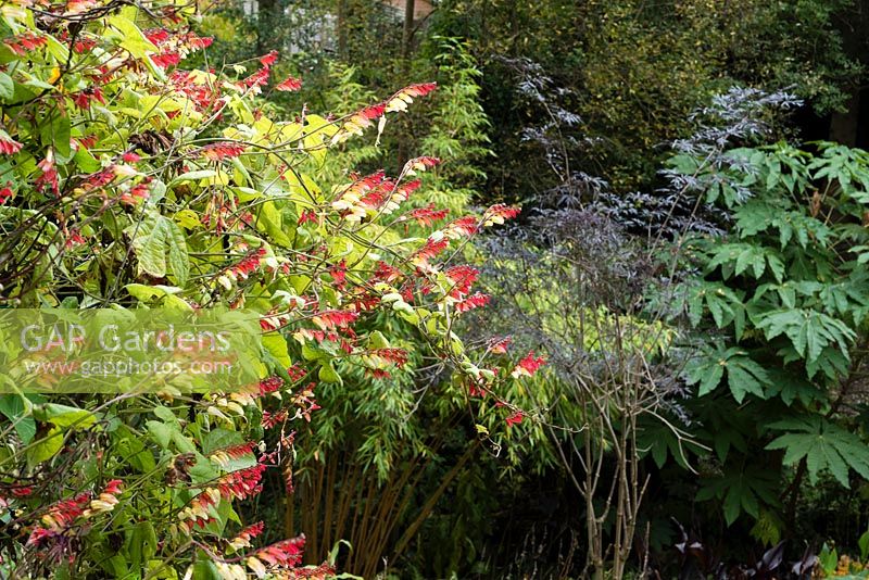 Ipomoea lobata - Spanish Flag, with Sambucus 'Black Lace', Tetrapanax and bamboo nearby