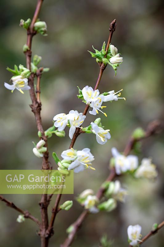 Lonicera fragrantissima - Winter-flowering honeysuckle, Sweetest honeysuckle