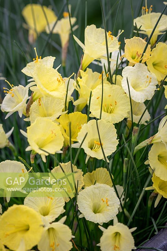 Narcissus romieuxii - Romieux hoop petticoat daffodil