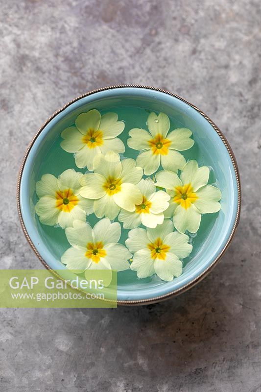 Primula vulgaris - Primrose - flowers floating in bowl of water