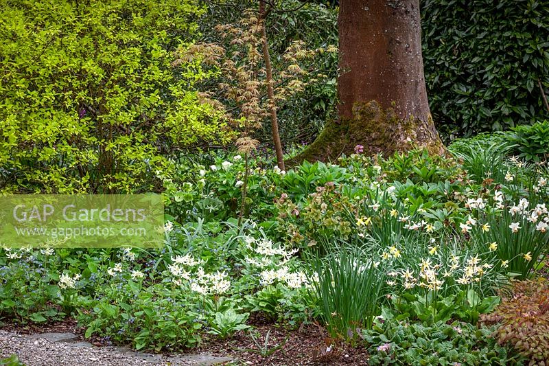 Erythronium californicum 'White Beauty' with Brunnera macrophylla, daffodils and hellebores in the woodland garden 