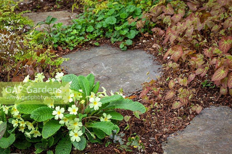 Stepping stone path with spreading woodland flowers including Primula vulgaris and epimediums
