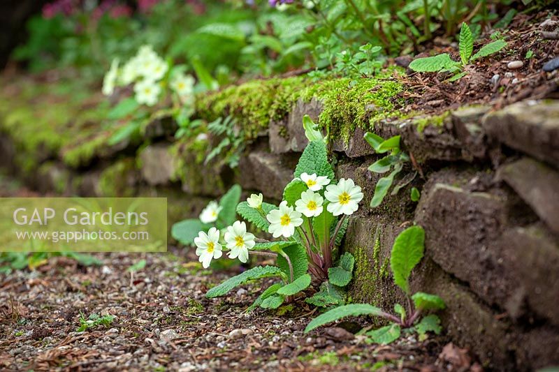 Primula vulgaris - Primrose - growing at the base of an informal stone wall in the woodland garden