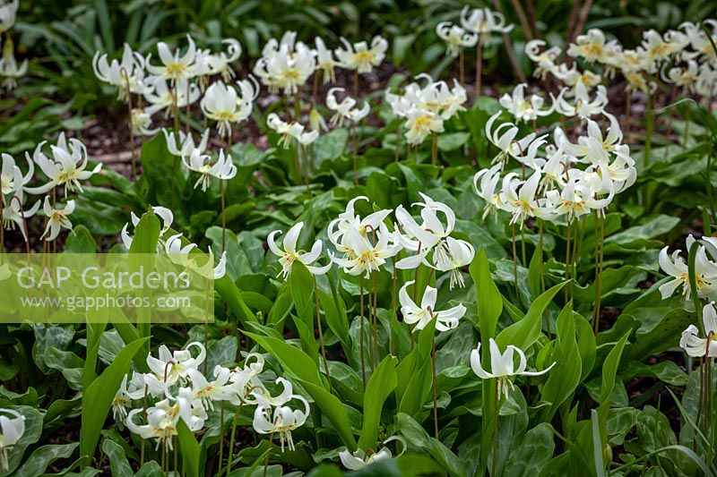Erythronium californicum 'White Beauty' AGM syn. Erythronium oreganum 'White Beauty', Erythronium revolutum 'White Beauty' - Fawn lily - in the woodland garden