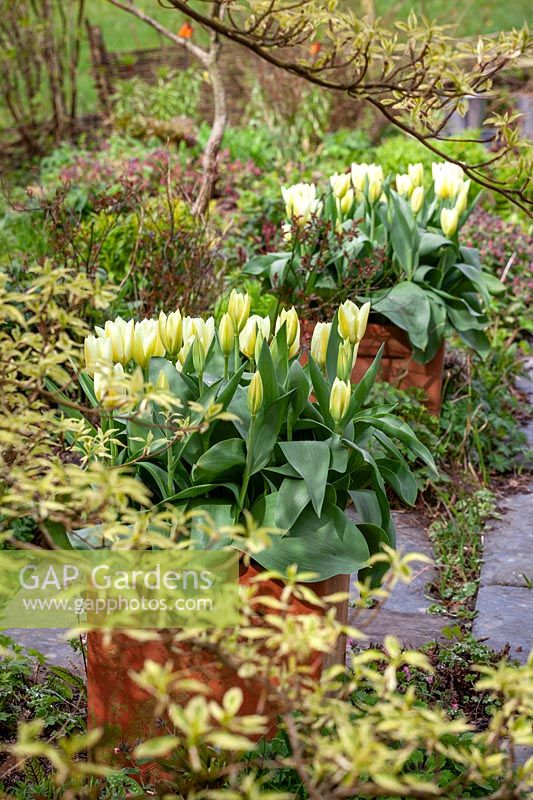 Two square terracotta pots of Tulipa 'Purissima' either side of a path at Glebe Cottage
