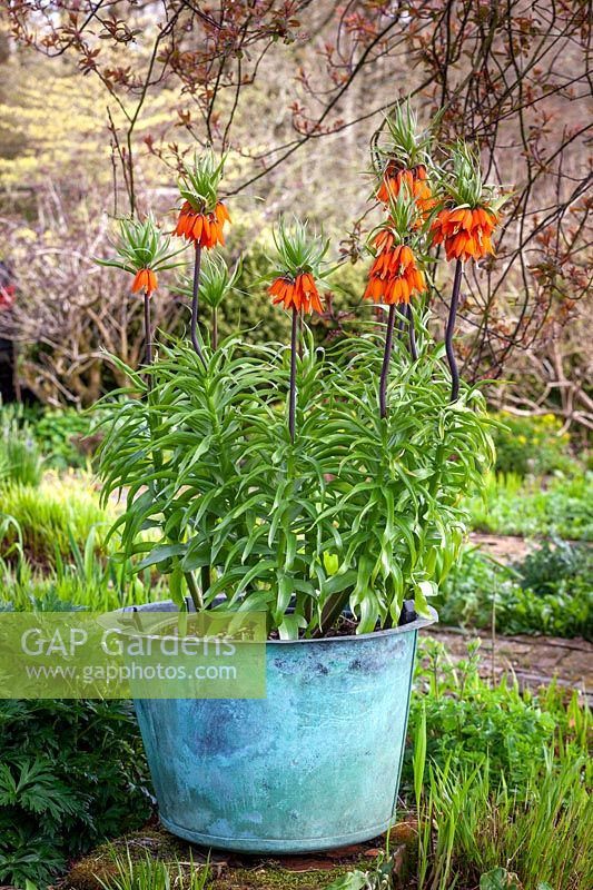 Fritillaria imperialis - Crown Imperial - in a blue metal pot at Glebe Cottage.