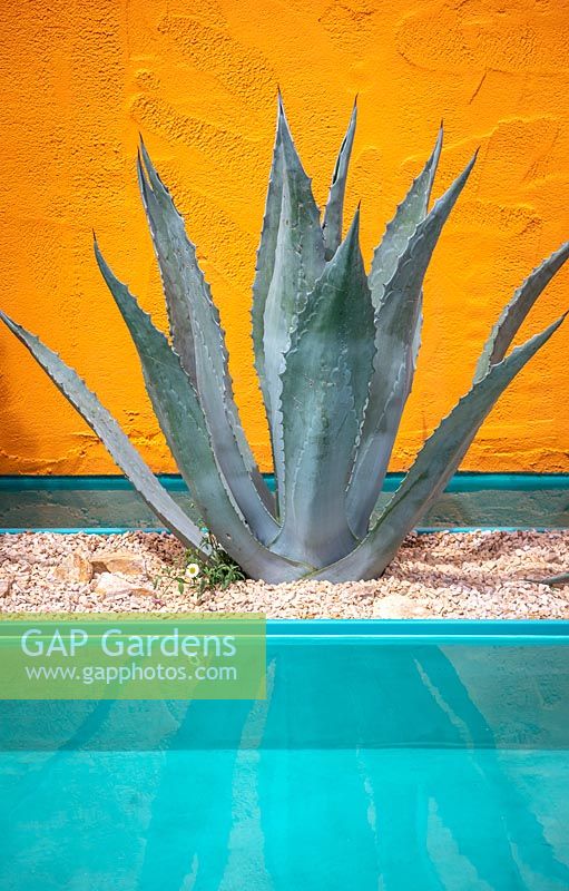 Agave americana planted by pool in front of an orange painted wall. Beneath a Mexican Sky Garden, built by Living Landscapes sponsored by Inland Homes 