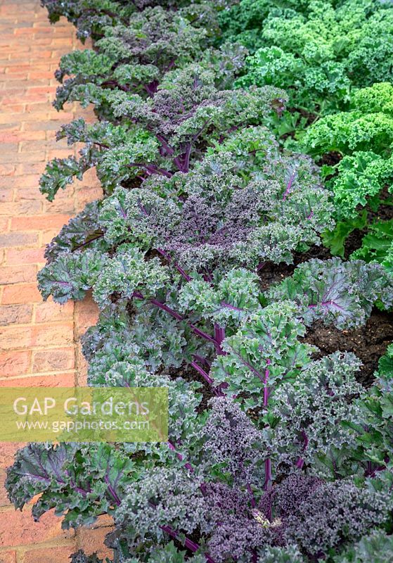 Brassica oleracea Acephala Group 'Redbor' - Kale Redbor - lining the edge of a brick path
