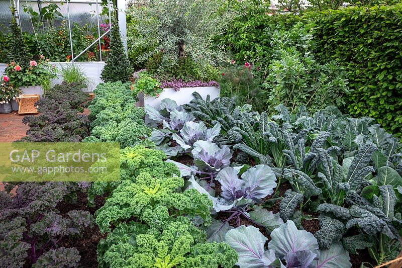 Lines of kale and cabbages in the Chris Evans Taste Garden, RHS Chelsea Flowers Show 2017. Kale 'Redbor', Kale 'Reflex', Cabbage 'Red Jewel' AGM and Kale 'Cavolo Nero' syn. 'Nero di Toscana'