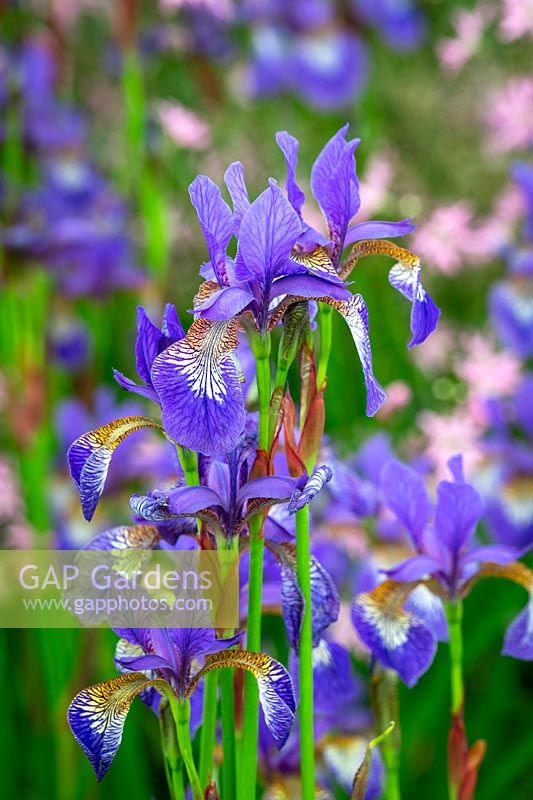 Iris 'Tropic Night' - Siberian iris