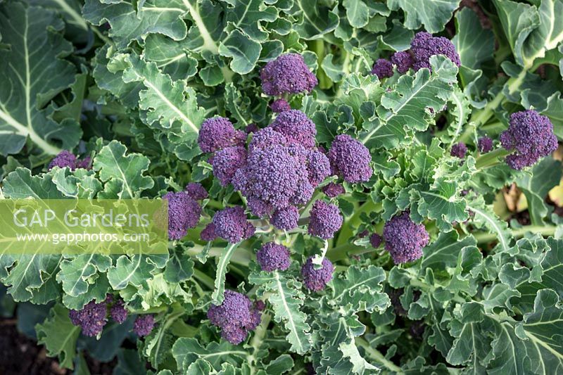 Brassica oleracea  - Purple Sprouting Broccoli F1 Claret 