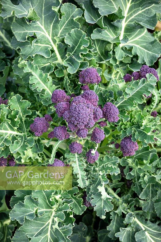Purple sprouting Broccoli F1 Claret - Brassica oleracea