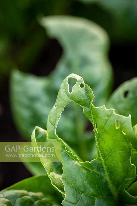 Slug damage on spinach leaves