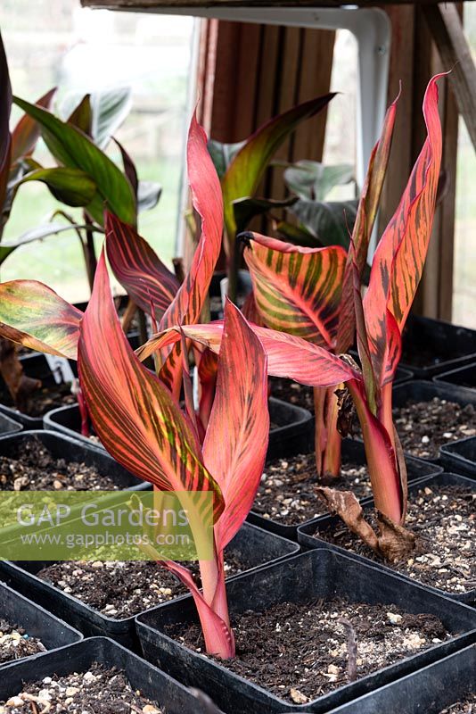 Canna 'Durban' overwintering in a greenhouse