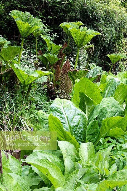 Lysichiton americanus - Skunk Cabbage - leaves with emerging Gunnera mannicata flower and leaves beyond