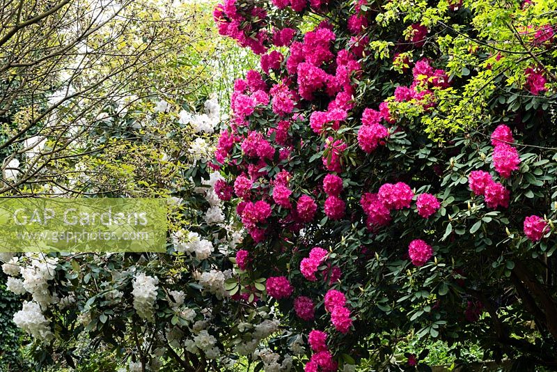 Rhododendron loderi 'King George' with Rhododendron 'Cynthia'