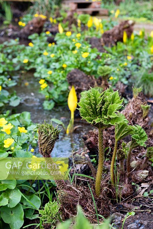 Emerging Gunnera manicata by a slow moving stream with Marsh Marigolds and Skunk Cabbage