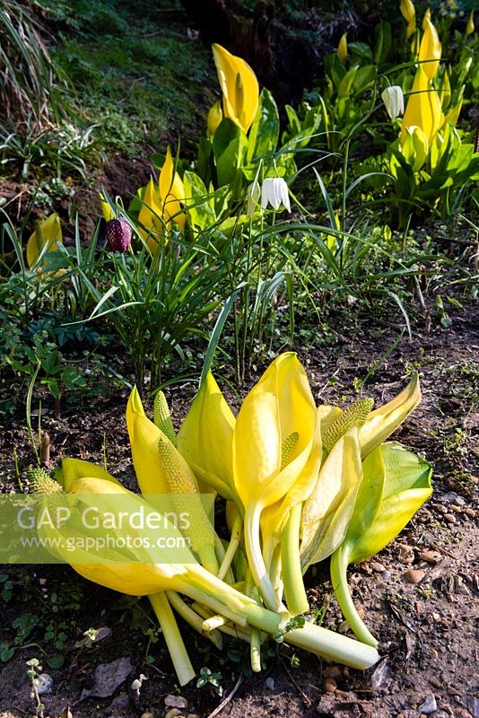 Lysichiton americanus is a restricted plant in UK waterways so the plant is deadheaded to prevent seed from being washed down stream