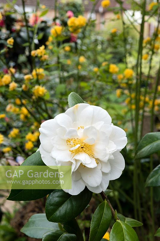 Camellia 'Silver Anniversary'