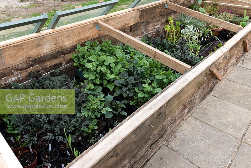 Overview of cold frame showing glass off, inside Dahlia and other tender plants hardening-off 