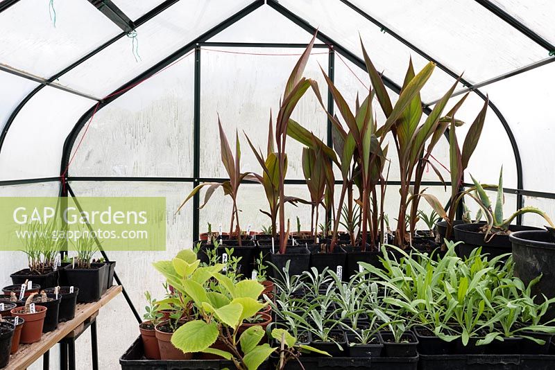 Cannas and other tender plants overwintering in a greeenhouse