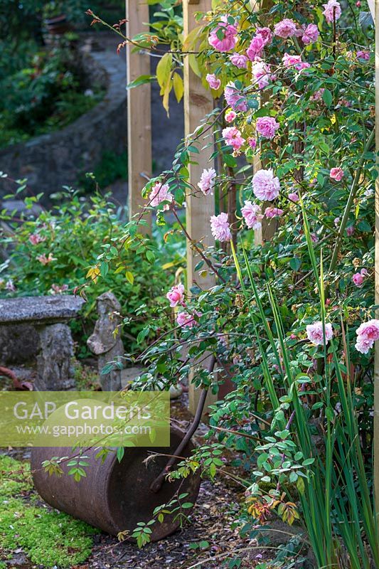 Old lawn roller in a cottage garden, Rosa - Climbing Rose - in foreground