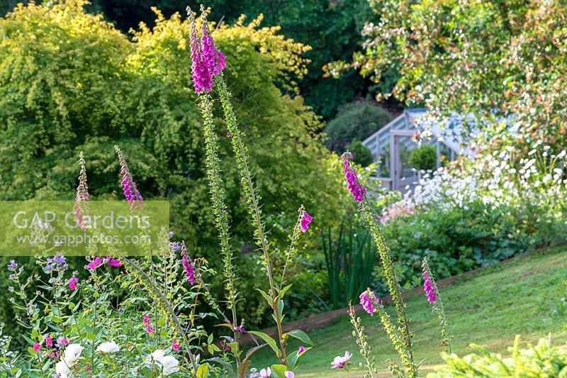 view through fading Digitalis - Foxglove - to a lawn and border on a slope 