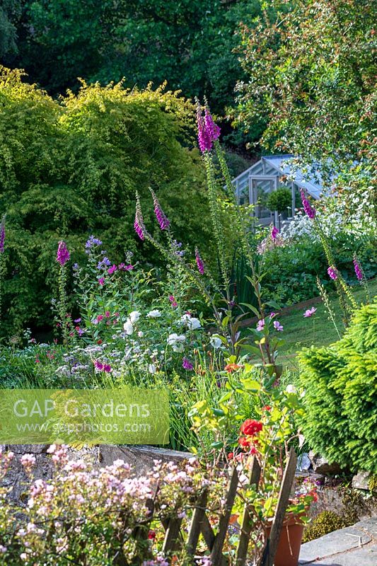 View over informal border with Digitalis - Foxglove - in a country cottage garden