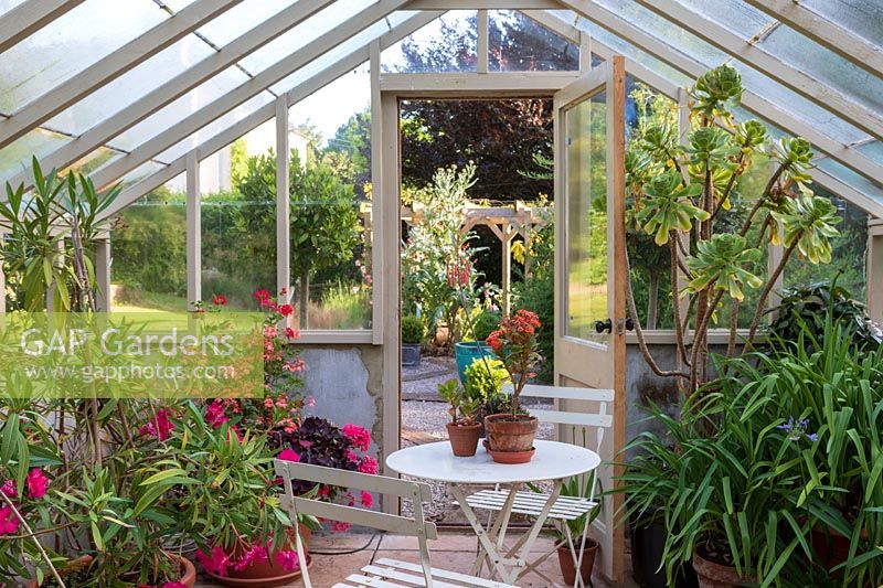 Small table and chairs inside large greenhouse, potted tender plants including Agapanthus and Aeonium