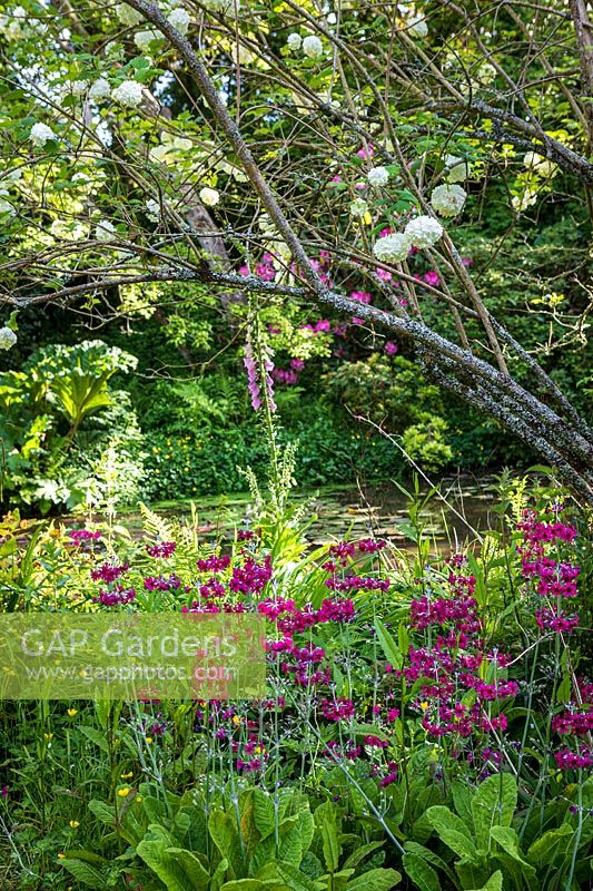 Shady woodland garden with pond, Gunnera manicata, Viburnum opulus 'Roseum' and Candelabra Primula planted at edges