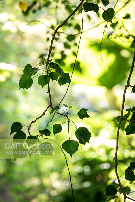Hedera helix - Ivy - hanging branches and leaves