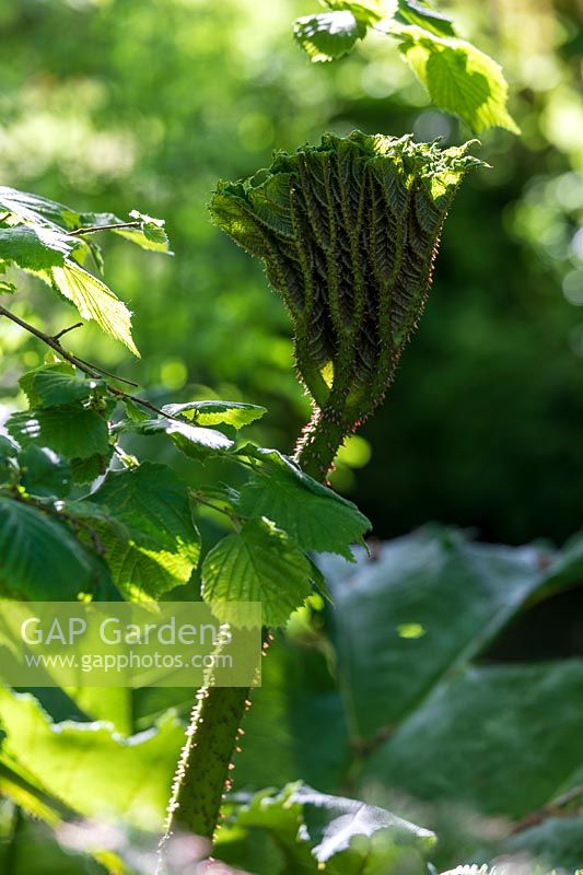 Gunnera manicata, unfurling leaf
