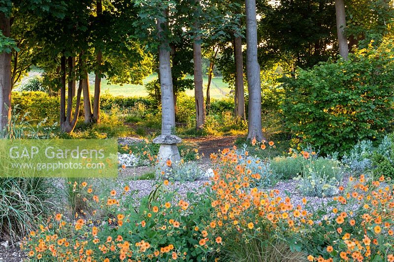 Free flowering Geum 'Totally Tangerine' amidst Stipa tenuissima and other grasses