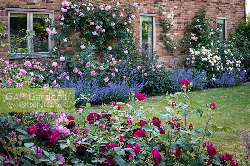 The rose garden with Rosa 'Lady Emma Hamilton', 'Jubilee Celebration', 'Roald Dahl' and 'Litchfield Angel'