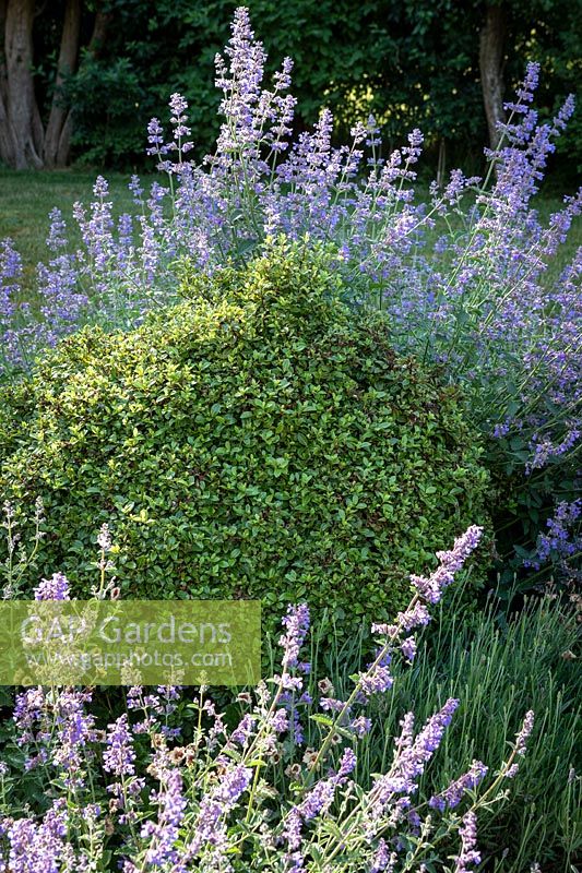 Pittosporm 'Golf Ball' with Nepeta 'Walker's Low'
