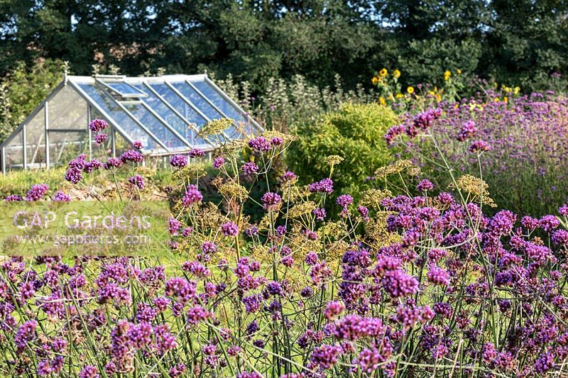 Verbena bonariense and Foeniculum vulgare - Fennel - in a bed with greenhouse and trees beyond