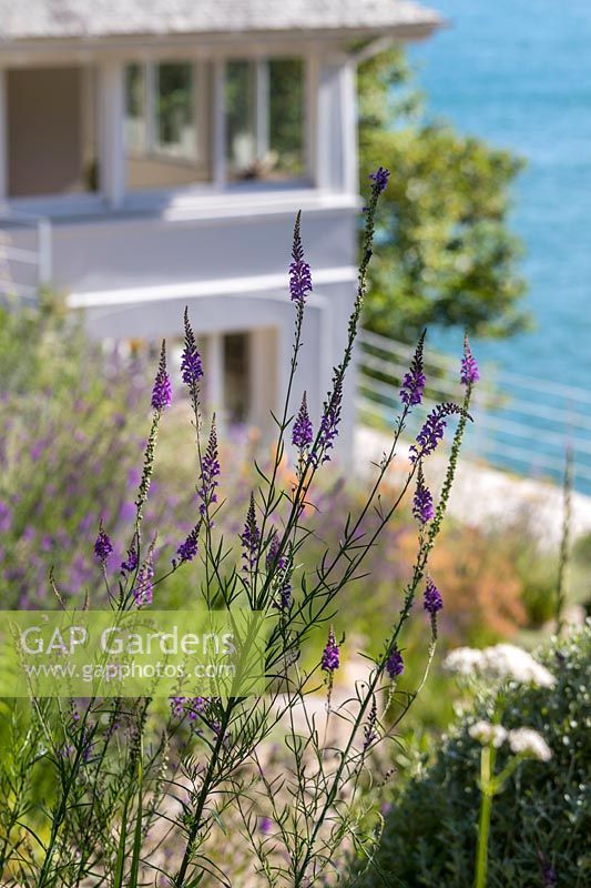 Linaria purpurea - Purple Toadflax - in foreground in a flower bed with house and sea beyond