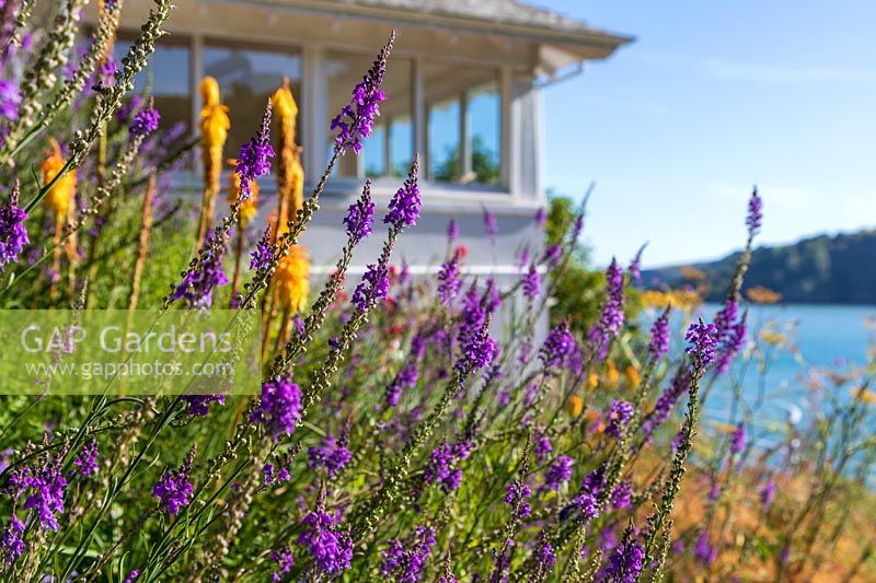 Linaria purpurea - Purple Toadflax - and Kniphofia 'Tawny King' in a flower bed with house and sea beyond