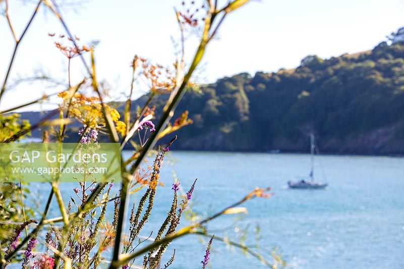 Looking through perennial flowers to sea below with boat and cliffs beyond