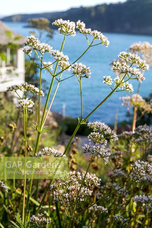 Valeriana officinalis - Common Valerian - in a flower bed in a seaside garden