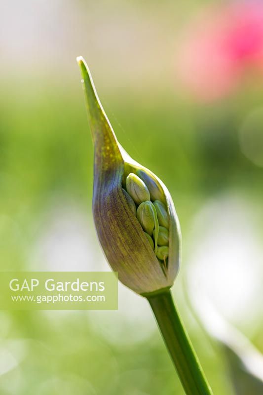 Agapanthus bud about to flower