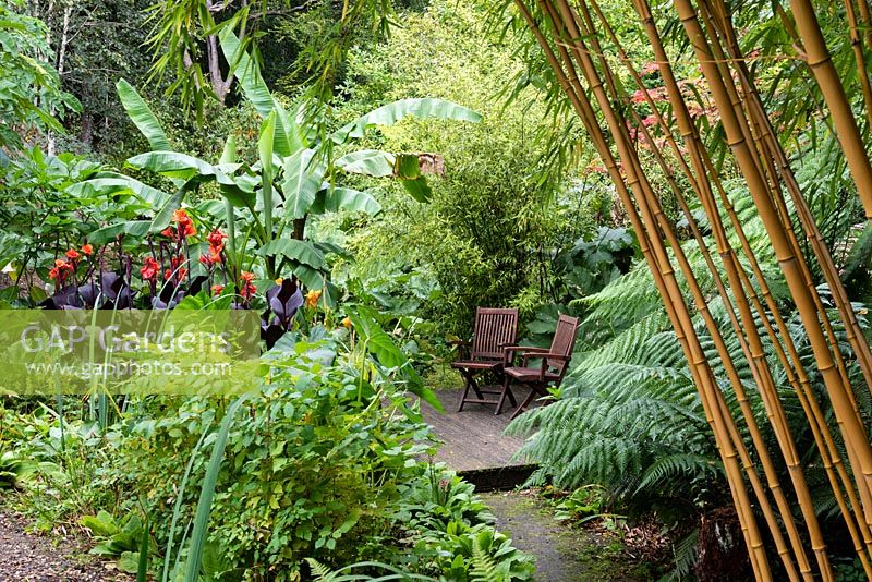 Decking with wood chairs in a garden surrounded by tender exotic plants