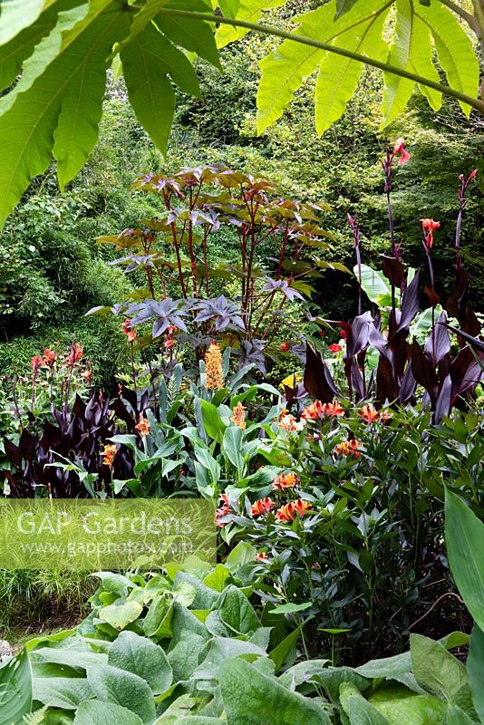 View of autumnal garden border with tender exotic plants