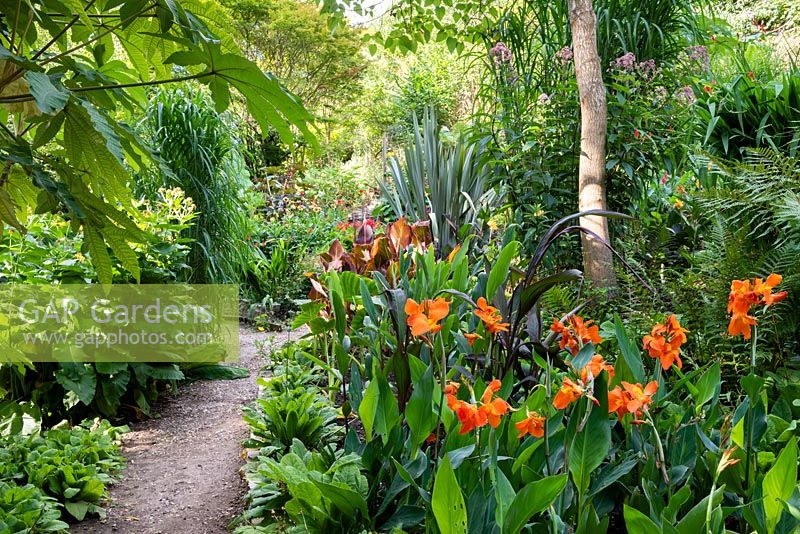 Path through a garden which is situated in a steep-sided valley, with its own sheltered microclimate which permits tender exotic plants to flourish.