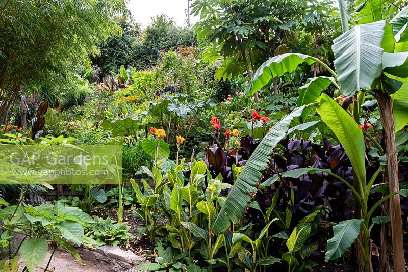 View of garden which is situated in a steep-sided valley, with its own sheltered microclimate which permits tender exotic plants to flourish.

