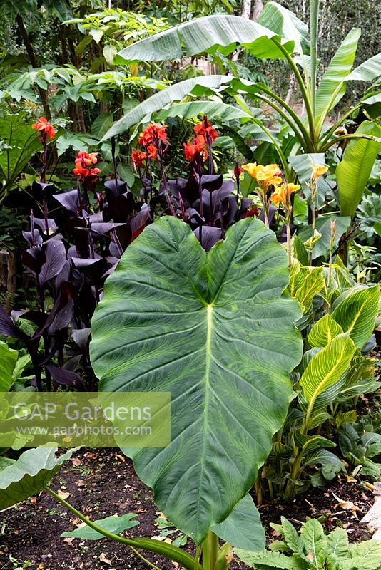Colocasia esculenta 'Jack's Giant' surrounded by Cannas and Musa basjoo